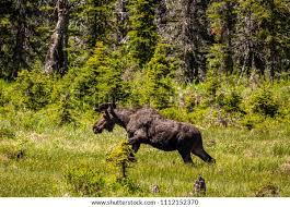Bull Moose Exiting Beaver Ponds Aster Stock Photo 1112152370