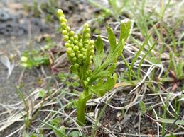 Image result for Ophioglossaceae