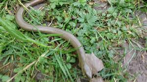 Blindschleiche Mit Bildern Blindschleiche Garten