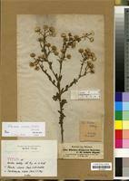 Image result for Pseudoconyza viscosa