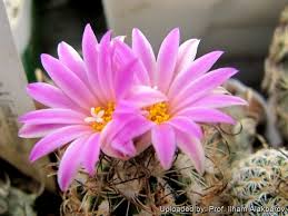 Image result for Pycreus permutatus