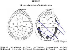 Saw Shell Turtle Care Sheet Information Amazing Amazon
