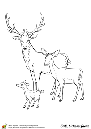 Page 2 Sur 11 Sur Hugolescargot Com Cerf Dessin Coloriage Animaux A Colorier
