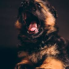 Maybe you would like to learn more about one of these? 1 German Shepherd Puppies For Sale In Maryland Uptown
