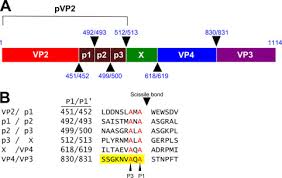 They play a major role in the digestion and absorption of dietary proteins. Crystal Structure Of A Viral Protease Intramolecular Acyl Enzyme Complex Journal Of Biological Chemistry