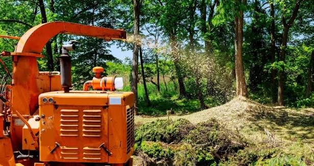 Why Is Tree Work So Expensive? | ArboStar
