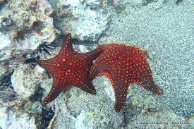 Image result for Pentanisia sykesii