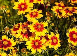 Weather and community events that matter to you. 14 Best Heat Tolerant Plants Bob Vila