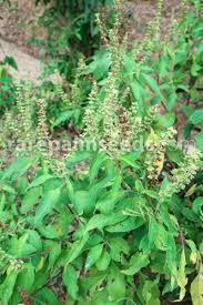 Image result for Basilicum polystachyon