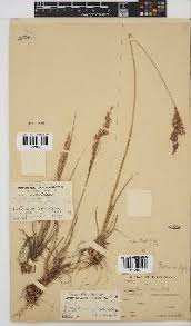 Image result for Bewsia