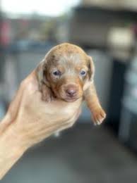 Find 430 dachshunds for sale on freeads pets in scotland. 7gwcevjs1ardmm