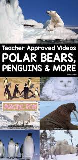 Arctic Animal Videos Simply Kinder