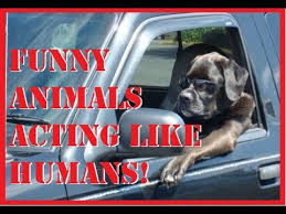 Laughter is a universal language. Funny Dogs Acting Like Humans Compilation 2015 Funny Dog Videos