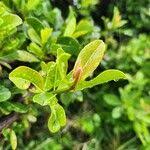 Image result for Manilkara mochisia