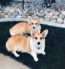 M college has been offering this dog breed for the last thirty years. Pembroke Welsh Corgi Puppies For Sale Houston Tx 329609
