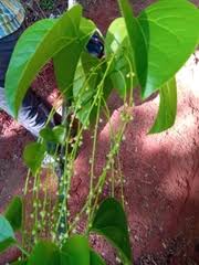 Image result for Tinospora fragosa