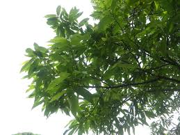 Image result for Hexalobus