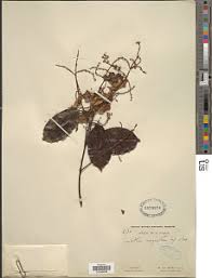 Image result for Strephonema mannii