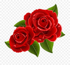 Free download rose flower images, photos, rose pictures & hd wallpaper. Rose Png Flower Images Free Download Beautiful Red Rose Flowers Free Transparent Png Images Pngaaa Com