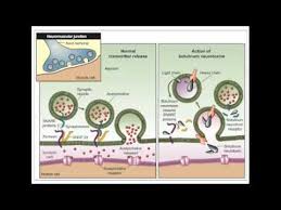 Maybe you would like to learn more about one of these? Botulinum Tetanus Toxin Mechanism Youtube
