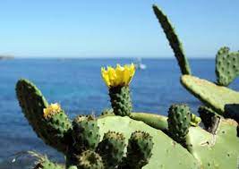 Always consult a good field guide for. Edible Succulents Lovetoknow