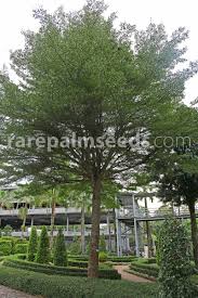 Image result for Terminalia boivinii