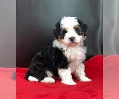 We offer 3 puppies for sale in sugarcreek, ohio. View Ad Miniature Bernedoodle Puppy For Sale Near Ohio Sugarcreek Usa Adn 181621