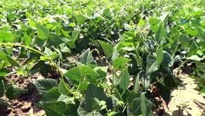 Turfanda patates ekimi için ocak ayının ikinci sezonunda uygun olan patatesin ekilmesi için mart ayını beklemek gerekir. Ekilir Net Ne Zaman Ekilir Nasil Ekilir