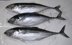 King mackerel (kingfish) fishing in malaysia varies slightly throughout the year. Round Scad Fish Products Malaysia Round Scad Fish Supplier