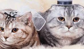 Five Key Differences Between Male And Female Cats