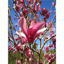 A plant with many names the southern magnolia is known by many names. Ann Magnolia Tree 1 Gallon Potted Growers Solution