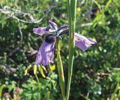 Image result for Orthochilus adenoglossus