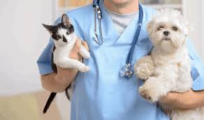 Compare pet insurance providers, policies & more. Ultimate Guide To Getting Pet Insurance In Singapore 2020