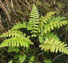 Image result for Cyatheaceae