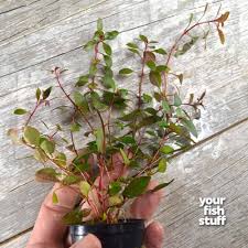 Image result for Ludwigia