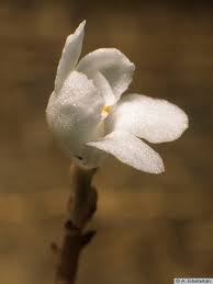 Image result for Didymoplexis