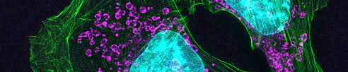 Jun 16, 2021 · zhu et al. Animal Cell Culture Guide Atcc