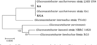 Figure 1 From Effect Of Gluconacetobacter Spp On Kefir