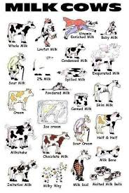 Milk Cows Funny Cows Funny Cow Tattoo Cute Cows