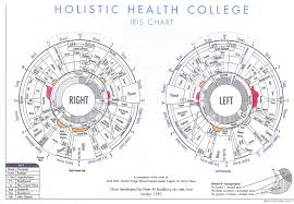 Iridology Chart Download Free Iridology Eye Chart