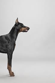 Canio By Pablo Axpe Doberman Kopek Evcil Hayvanlar