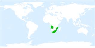 Image result for Helichrysum aureo-nitens