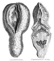 Image result for Hydnoraceae