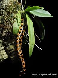 Image result for Chamaeangis