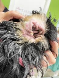 Image result for what do otodectes cynotis look like in dog fur