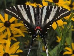 Black And White Striped Caterpillar With Yellow Belly Zebra Swallowtail Eurytides Marcellus North Florida Butterflies Garden Insects Beautiful Butterflies Plants