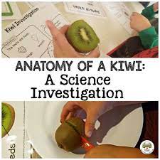 Try one of these 50+ simply perfect toddler activities! Anatomy Of A Kiwi Science Activities For Kids Kiwi Science