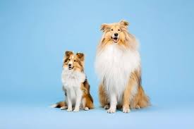 Miniature Collie Breed Info The 101 On This Cute And Smart Dog K9 Web