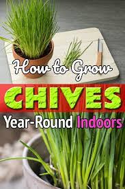 How To Grow Chives Year Round Indoors Growing Chives Growing Vegetables Indoors Growing Food Indoors