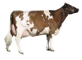 Assumes mature cows are milked 305 days/year, dry 60 days/year 3. Dairy Cow Breeds In Australia Discover Dairy